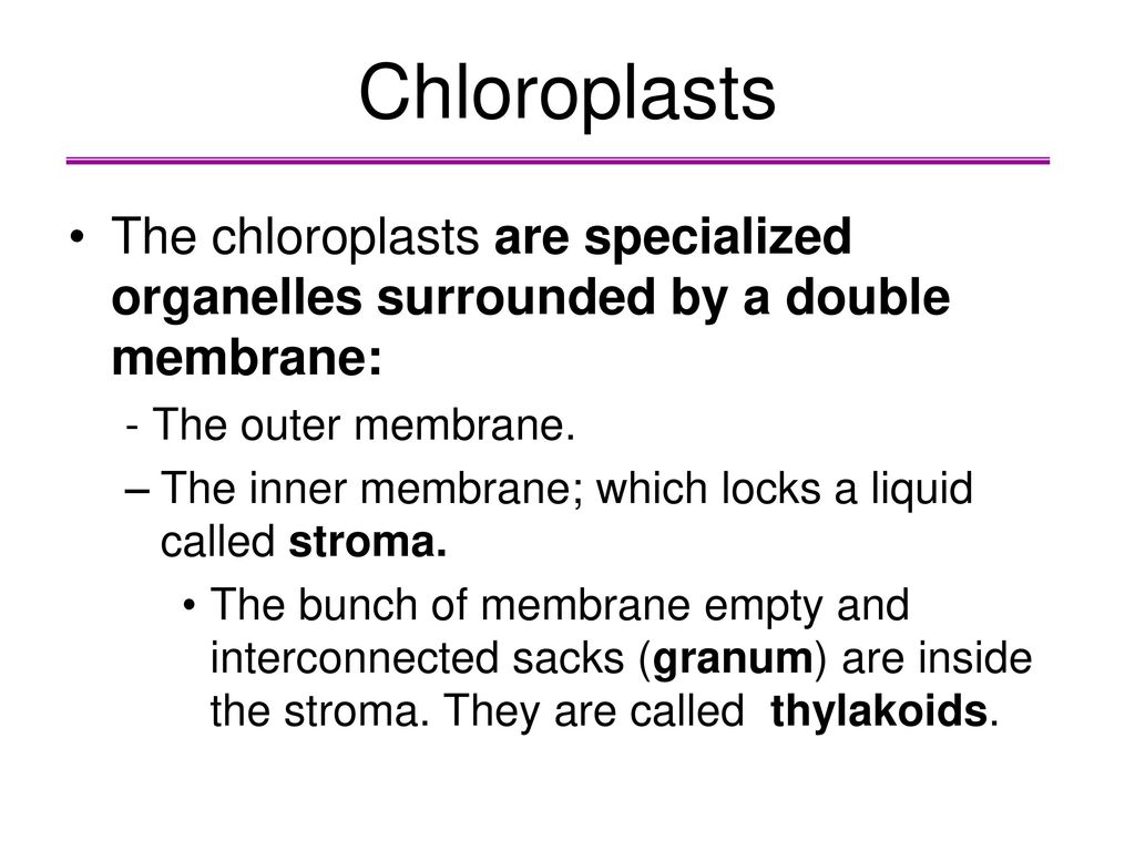 Chloroplasts The chloroplasts are specialized organelles surrounded by a double membrane: - The outer membrane.