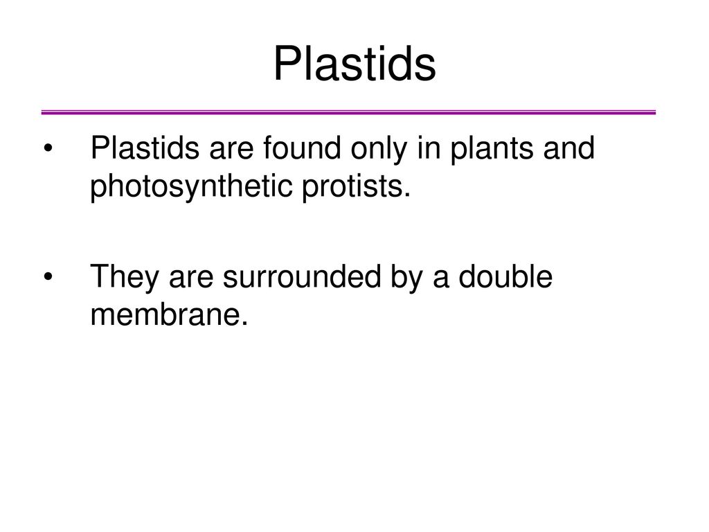 Plastids Plastids are found only in plants and photosynthetic protists.