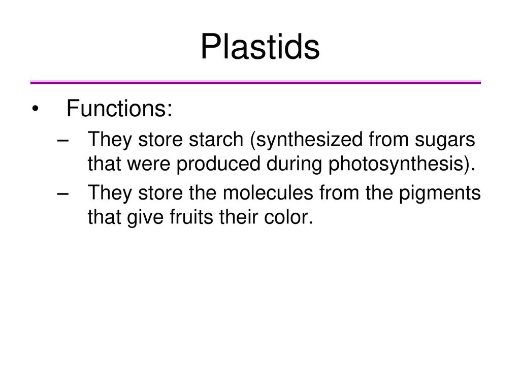 Plastids Functions: They store starch (synthesized from sugars that were produced during photosynthesis).