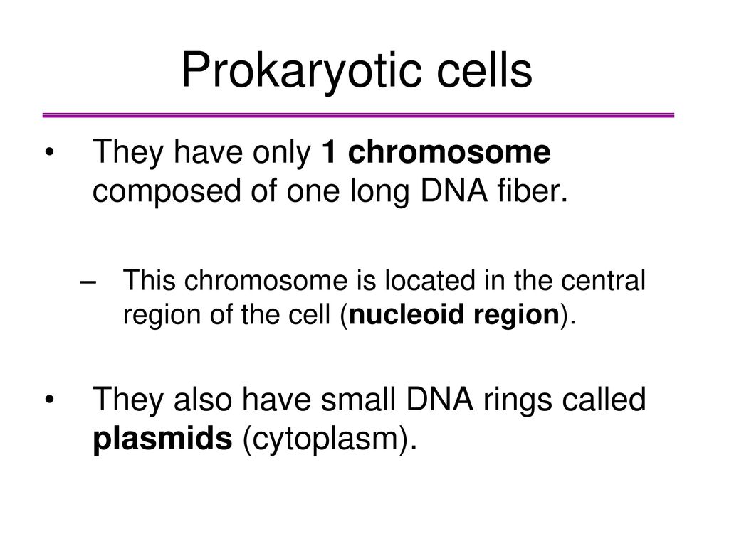 Prokaryotic cells They have only 1 chromosome composed of one long DNA fiber.