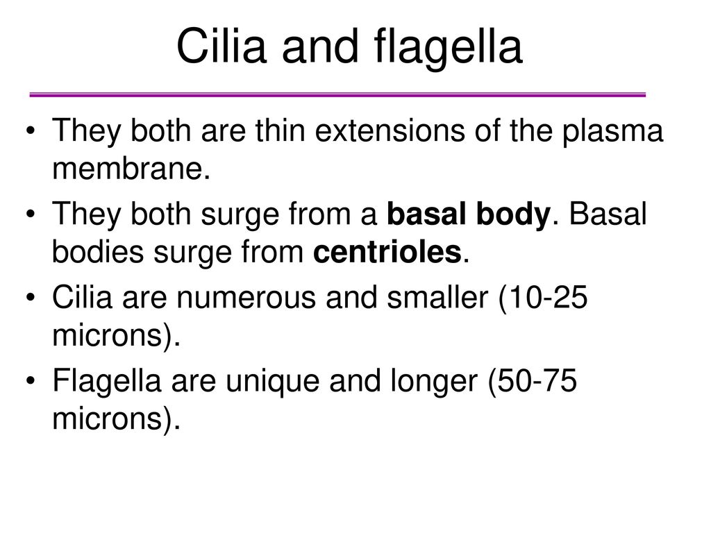 Cilia and flagella They both are thin extensions of the plasma membrane. They both surge from a basal body. Basal bodies surge from centrioles.
