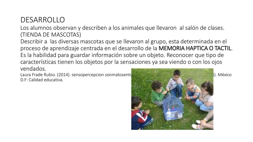 DESARROLLO Los alumnos observan y describen a los animales que llevaron al salón de clases.