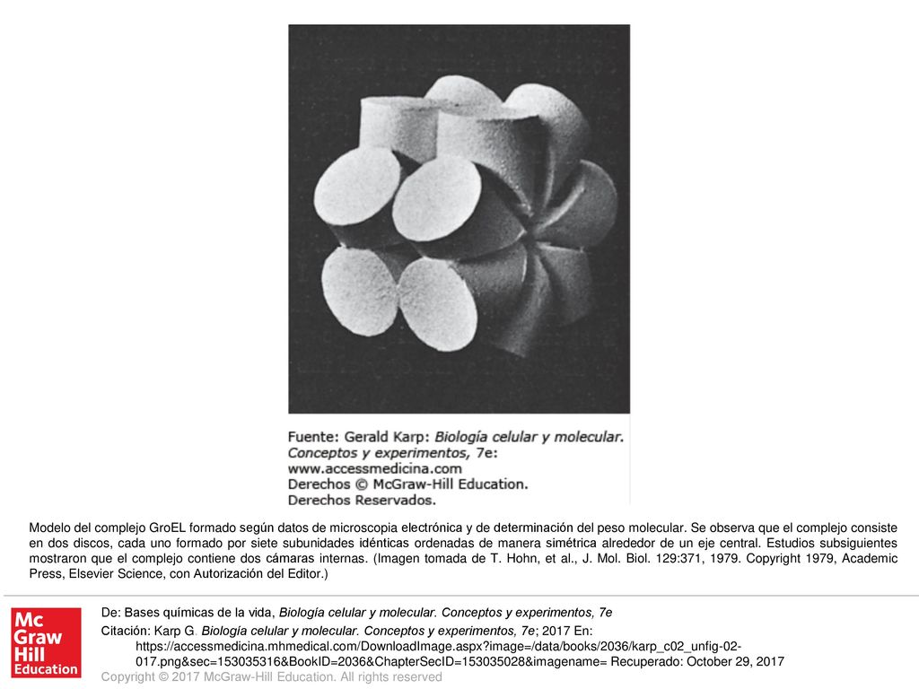 Modelo del complejo GroEL formado según datos de microscopia electrónica y de determinación del peso molecular. Se observa que el complejo consiste en dos discos, cada uno formado por siete subunidades idénticas ordenadas de manera simétrica alrededor de un eje central. Estudios subsiguientes mostraron que el complejo contiene dos cámaras internas. (Imagen tomada de T. Hohn, et al., J. Mol. Biol. 129:371, Copyright 1979, Academic Press, Elsevier Science, con Autorización del Editor.)