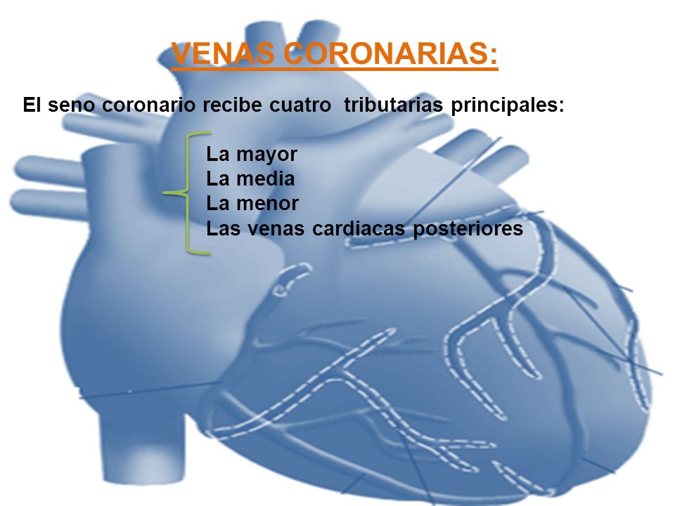 VENAS CORONARIAS: El seno coronario recibe cuatro tributarias principales: La mayor. La media. La menor.
