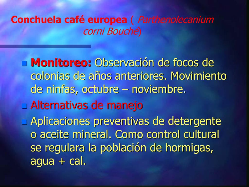 Conchuela café europea ( Parthenolecanium corni Bouché)