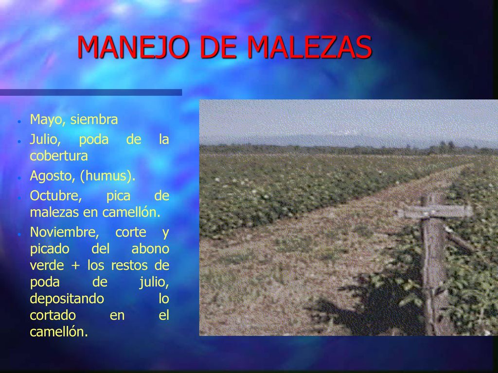 MANEJO DE MALEZAS Mayo, siembra Julio, poda de la cobertura