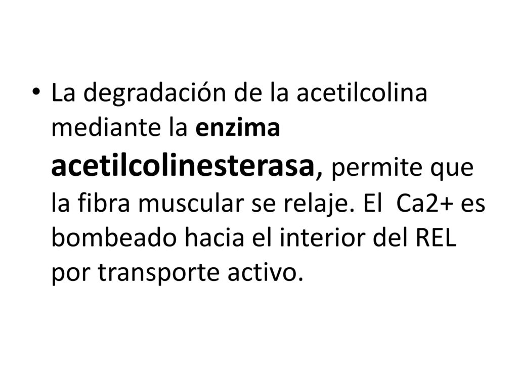 La degradación de la acetilcolina mediante la enzima acetilcolinesterasa, permite que la fibra muscular se relaje.