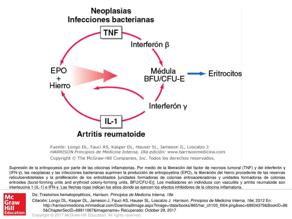 Supresión de la eritropoyesis por parte de las citocinas inflamatorias