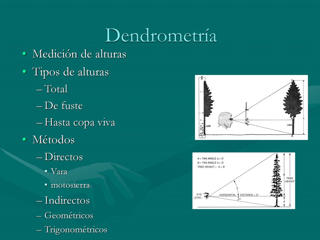 Dendrometría Medición de alturas Tipos de alturas Métodos Total