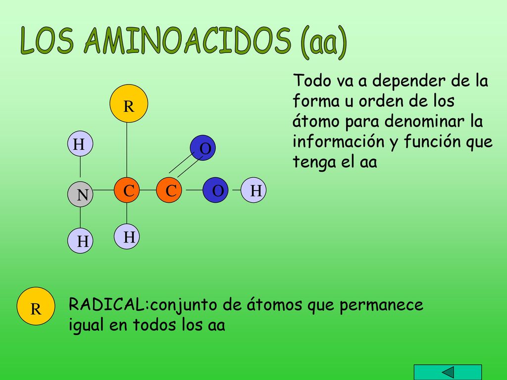 LOS AMINOACIDOS (aa) Todo va a depender de la forma u orden de los átomo para denominar la información y función que tenga el aa.