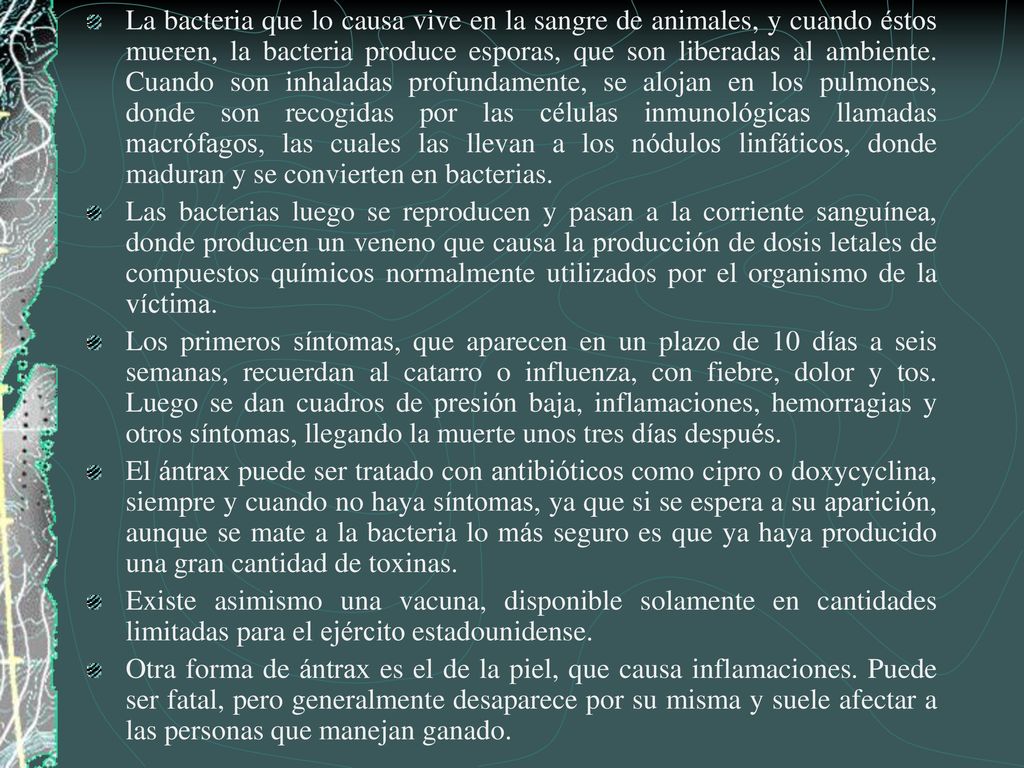 La bacteria que lo causa vive en la sangre de animales, y cuando éstos mueren, la bacteria produce esporas, que son liberadas al ambiente. Cuando son inhaladas profundamente, se alojan en los pulmones, donde son recogidas por las células inmunológicas llamadas macrófagos, las cuales las llevan a los nódulos linfáticos, donde maduran y se convierten en bacterias.