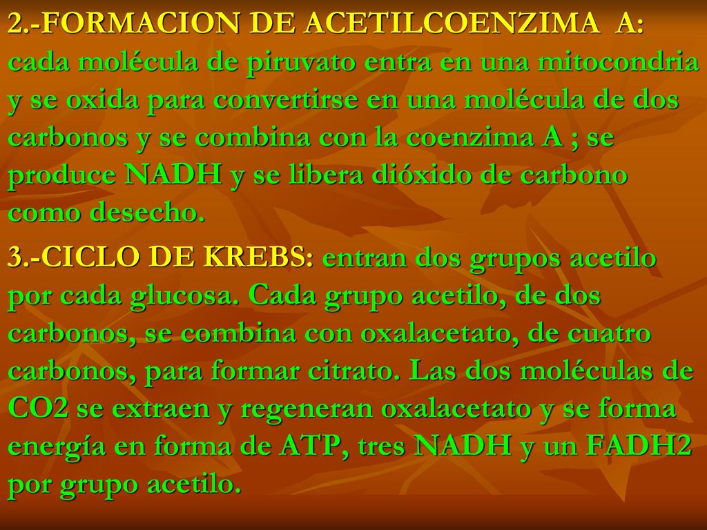 2.-FORMACION DE ACETILCOENZIMA A: cada molécula de piruvato entra en una mitocondria y se oxida para convertirse en una molécula de dos carbonos y se combina con la coenzima A ; se produce NADH y se libera dióxido de carbono como desecho.