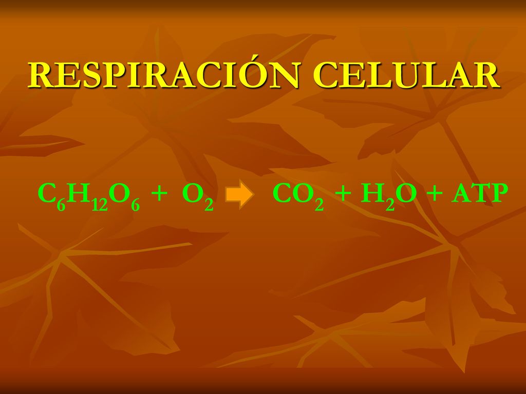 RESPIRACIÓN CELULAR C6H12O6 + O2 CO2 + H2O + ATP
