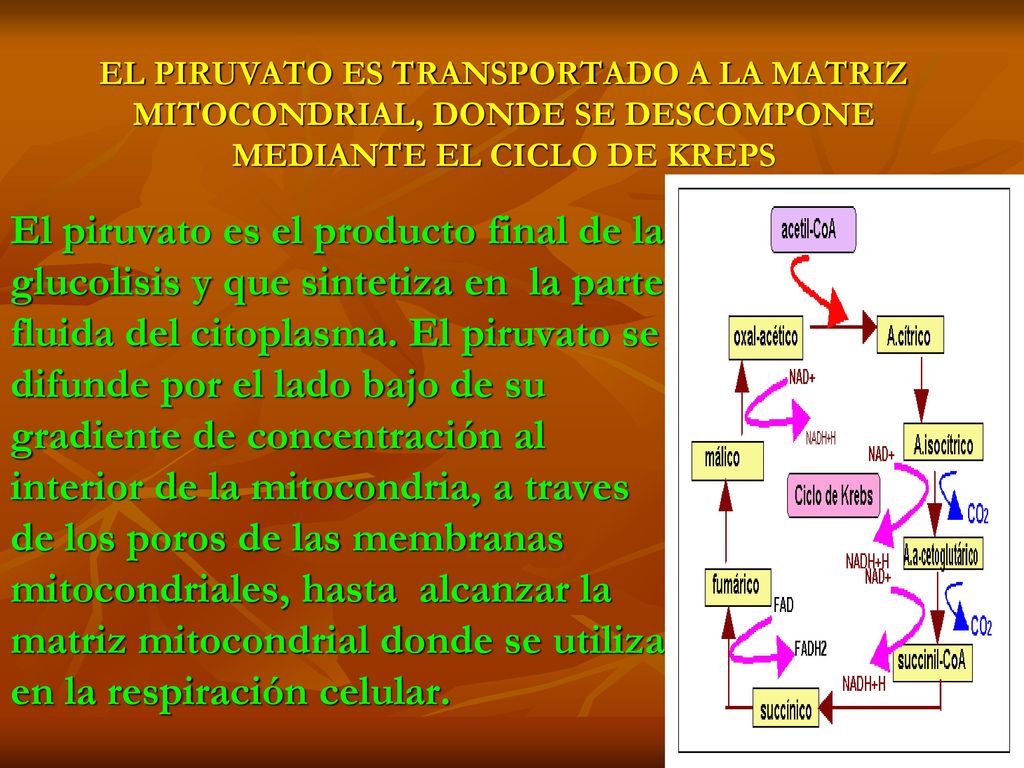 EL PIRUVATO ES TRANSPORTADO A LA MATRIZ MITOCONDRIAL, DONDE SE DESCOMPONE MEDIANTE EL CICLO DE KREPS