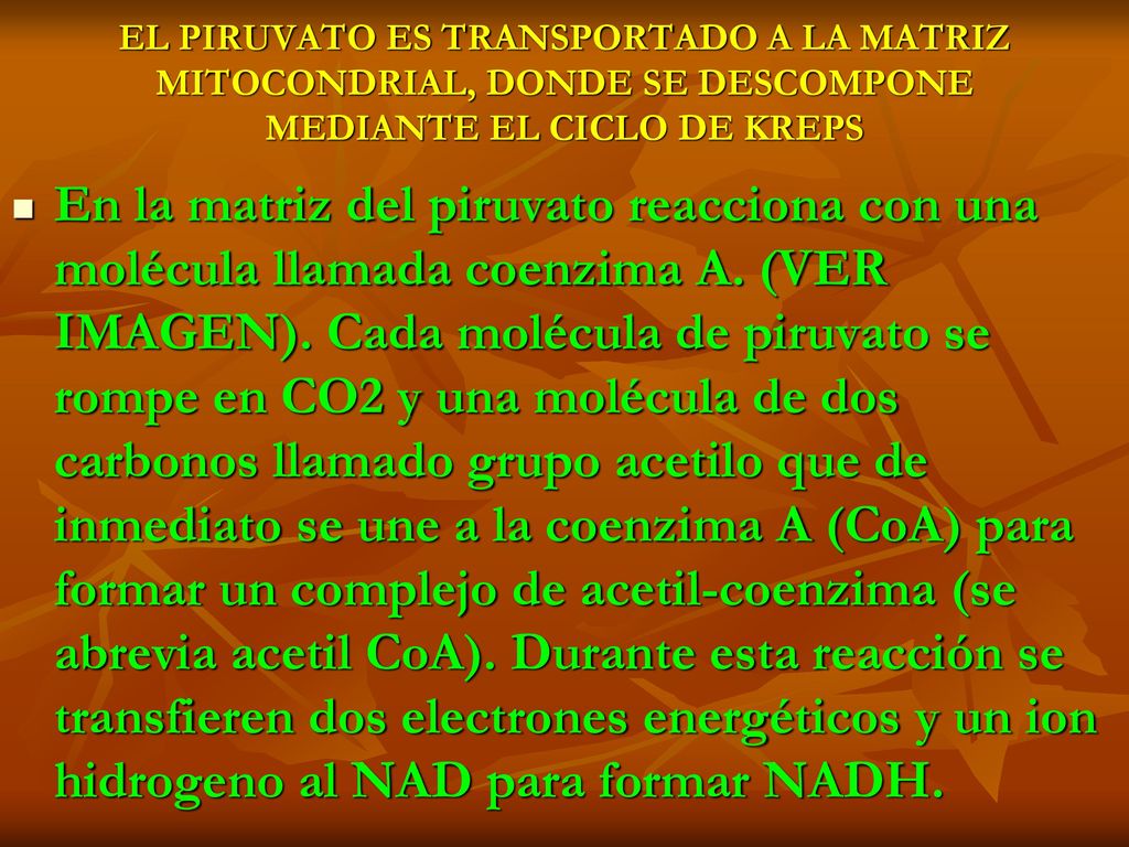 EL PIRUVATO ES TRANSPORTADO A LA MATRIZ MITOCONDRIAL, DONDE SE DESCOMPONE MEDIANTE EL CICLO DE KREPS