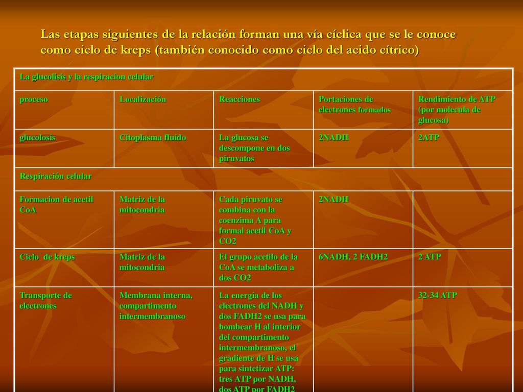 Las etapas siguientes de la relación forman una vía cíclica que se le conoce como ciclo de kreps (también conocido como ciclo del acido cítrico)