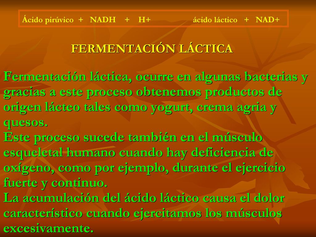 FERMENTACIÓN LÁCTICA Fermentación láctica, ocurre en algunas bacterias y gracias a este proceso obtenemos productos de origen lácteo tales como yogurt, crema agria y quesos. Este proceso sucede también en el músculo esqueletal humano cuando hay deficiencia de oxígeno, como por ejemplo, durante el ejercicio fuerte y continuo. La acumulación del ácido láctico causa el dolor característico cuando ejercitamos los músculos excesivamente.