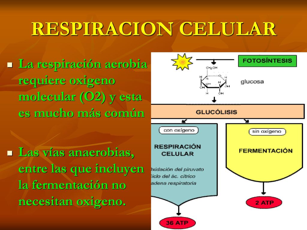 RESPIRACION CELULAR La respiración aerobia requiere oxigeno molecular (O2) y esta es mucho más común.