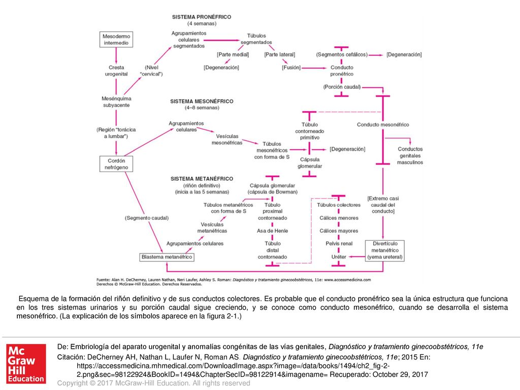 Esquema de la formación del riñón definitivo y de sus conductos colectores. Es probable que el conducto pronéfrico sea la única estructura que funciona en los tres sistemas urinarios y su porción caudal sigue creciendo, y se conoce como conducto mesonéfrico, cuando se desarrolla el sistema mesonéfrico. (La explicación de los símbolos aparece en la figura 2-1.)