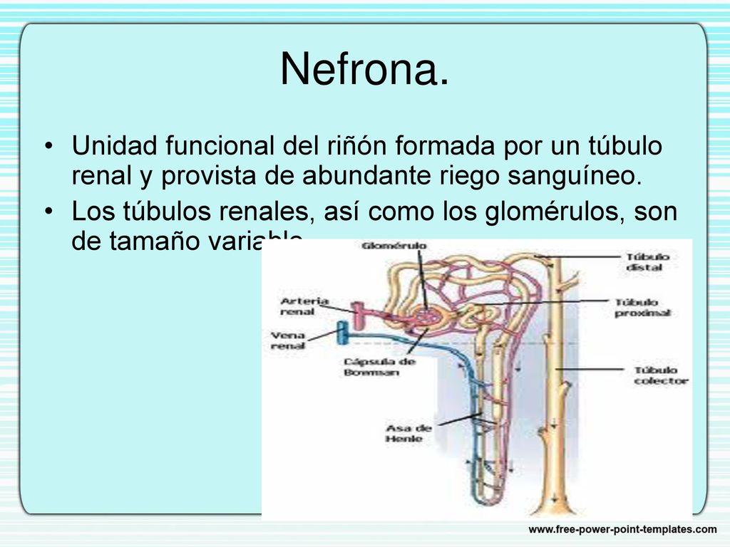 Nefrona. Unidad funcional del riñón formada por un túbulo renal y provista de abundante riego sanguíneo.