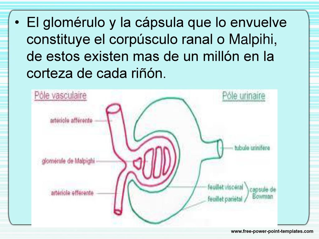 El glomérulo y la cápsula que lo envuelve constituye el corpúsculo ranal o Malpihi, de estos existen mas de un millón en la corteza de cada riñón.