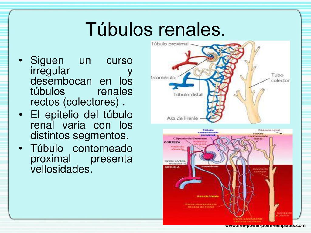 Túbulos renales. Siguen un curso irregular y desembocan en los túbulos renales rectos (colectores) .