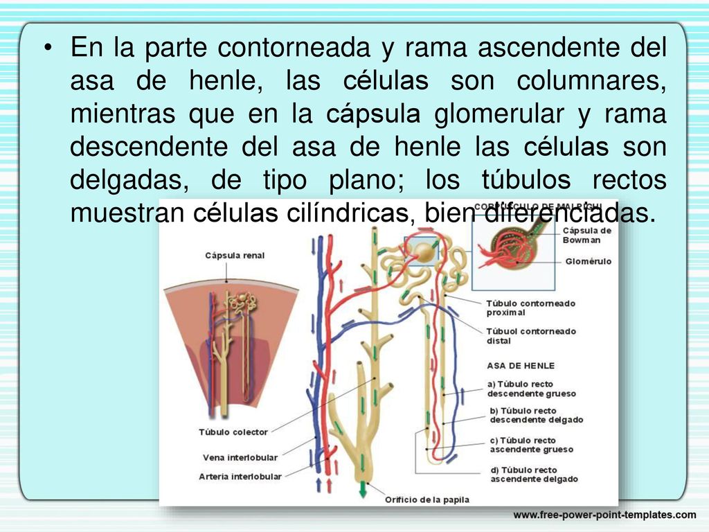 En la parte contorneada y rama ascendente del asa de henle, las células son columnares, mientras que en la cápsula glomerular y rama descendente del asa de henle las células son delgadas, de tipo plano; los túbulos rectos muestran células cilíndricas, bien diferenciadas.