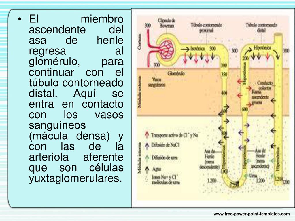 El miembro ascendente del asa de henle regresa al glomérulo, para continuar con el túbulo contorneado distal.
