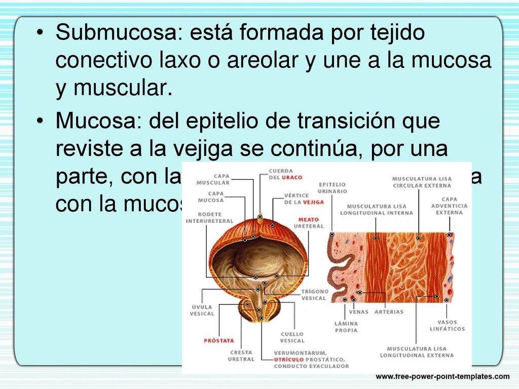 Submucosa: está formada por tejido conectivo laxo o areolar y une a la mucosa y muscular.