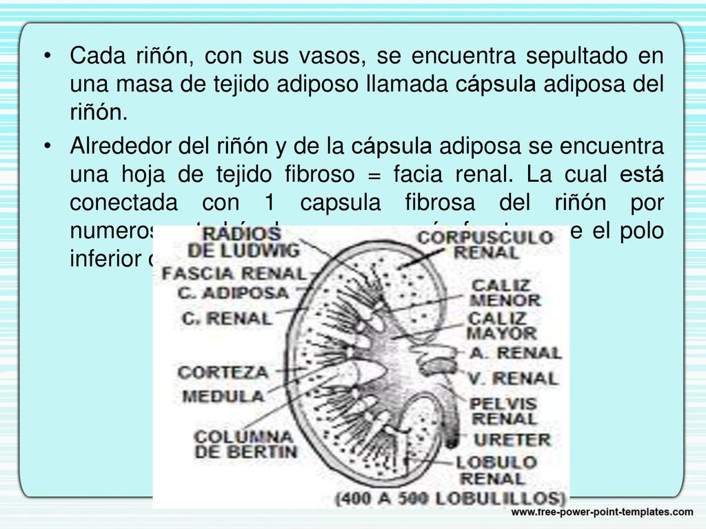 Cada riñón, con sus vasos, se encuentra sepultado en una masa de tejido adiposo llamada cápsula adiposa del riñón.