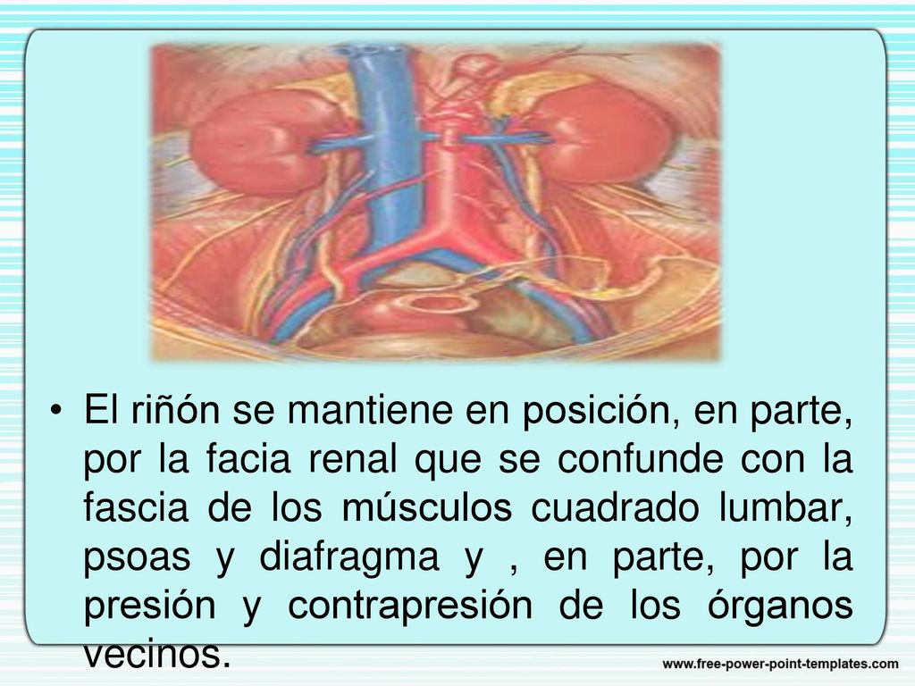 El riñón se mantiene en posición, en parte, por la facia renal que se confunde con la fascia de los músculos cuadrado lumbar, psoas y diafragma y , en parte, por la presión y contrapresión de los órganos vecinos.