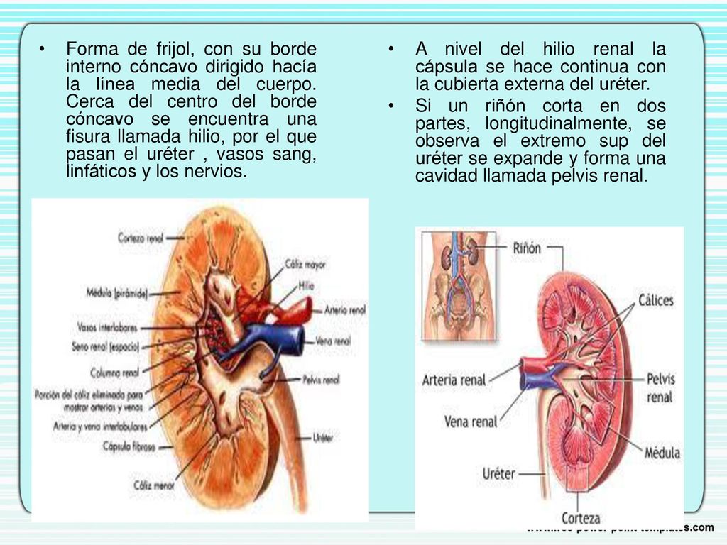 Forma de frijol, con su borde interno cóncavo dirigido hacía la línea media del cuerpo. Cerca del centro del borde cóncavo se encuentra una fisura llamada hilio, por el que pasan el uréter , vasos sang, linfáticos y los nervios.