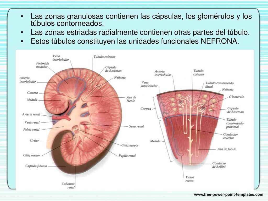 Las zonas granulosas contienen las cápsulas, los glomérulos y los túbulos contorneados.