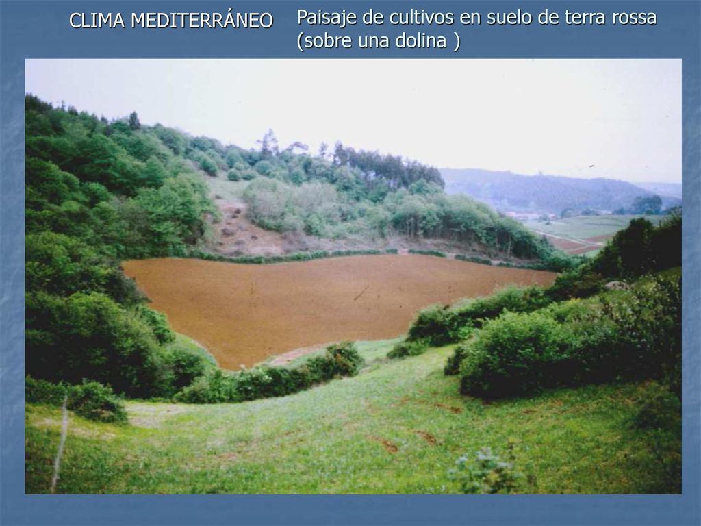 Paisaje de cultivos en suelo de terra rossa (sobre una dolina )