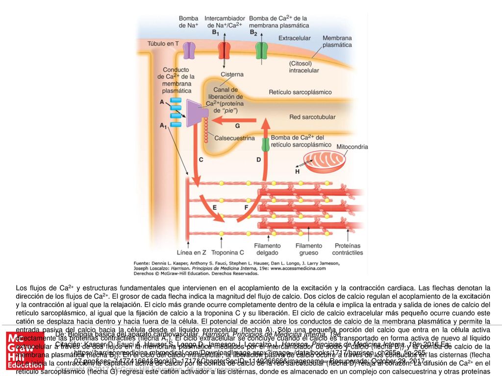 Los flujos de Ca2+ y estructuras fundamentales que intervienen en el acoplamiento de la excitación y la contracción cardiaca. Las flechas denotan la dirección de los flujos de Ca2+. El grosor de cada flecha indica la magnitud del flujo de calcio. Dos ciclos de calcio regulan el acoplamiento de la excitación y la contracción al igual que la relajación. El ciclo más grande ocurre completamente dentro de la célula e implica la entrada y salida de iones de calcio del retículo sarcoplásmico, al igual que la fijación de calcio a la troponina C y su liberación. El ciclo de calcio extracelular más pequeño ocurre cuando este catión se desplaza hacia dentro y hacia fuera de la célula. El potencial de acción abre los conductos de calcio de la membrana plasmática y permite la entrada pasiva del calcio hacia la célula desde el líquido extracelular (flecha A). Sólo una pequeña porción del calcio que entra en la célula activa directamente las proteínas contráctiles (flecha A1). El ciclo extracelular se concluye cuando el calcio es transportado en forma activa de nuevo al líquido extracelular a través de dos flujos en la membrana plasmática mediados por el intercambiador de sodio y calcio (flecha B1) y la bomba de calcio de la membrana plasmática (flecha B2). En el ciclo del calcio intracelular, la liberación pasiva de calcio ocurre a través de los conductos en las cisternas (flecha C) e inicia la contracción; la captación activa de calcio por la bomba de calcio de la red sarcotubular (flecha D) relaja al corazón. La difusión de Ca2+ en el retículo sarcoplásmico (flecha G) regresa este catión activador a las cisternas, donde es almacenado en un complejo con calsecuestrina y otras proteínas fijadoras de calcio. El Ca2+ liberado del retículo sarcoplásmico inicia la sístole cuando se une a la troponina C (flecha E). La disminución de la concentración citosólica de calcio por el retículo sarcoplásmico (SR) hace que este ion se disocie de la troponina (flecha F) y relaje al corazón. El Ca2+ también puede desplazarse entre las mitocondrias y el citoplasma (H). (Con adaptaciones, de Katz: Physiology of the Heart, 4th ed. Philadelphia, Lippincott, Williams & Wilkins, Reproducido con autorización.)