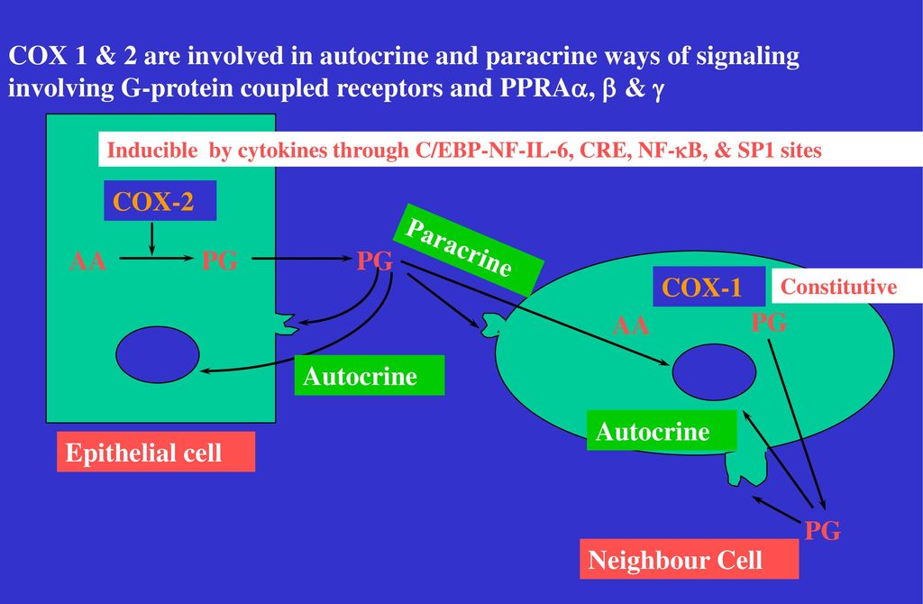 COX 1 & 2 are involved in autocrine and paracrine ways of signaling