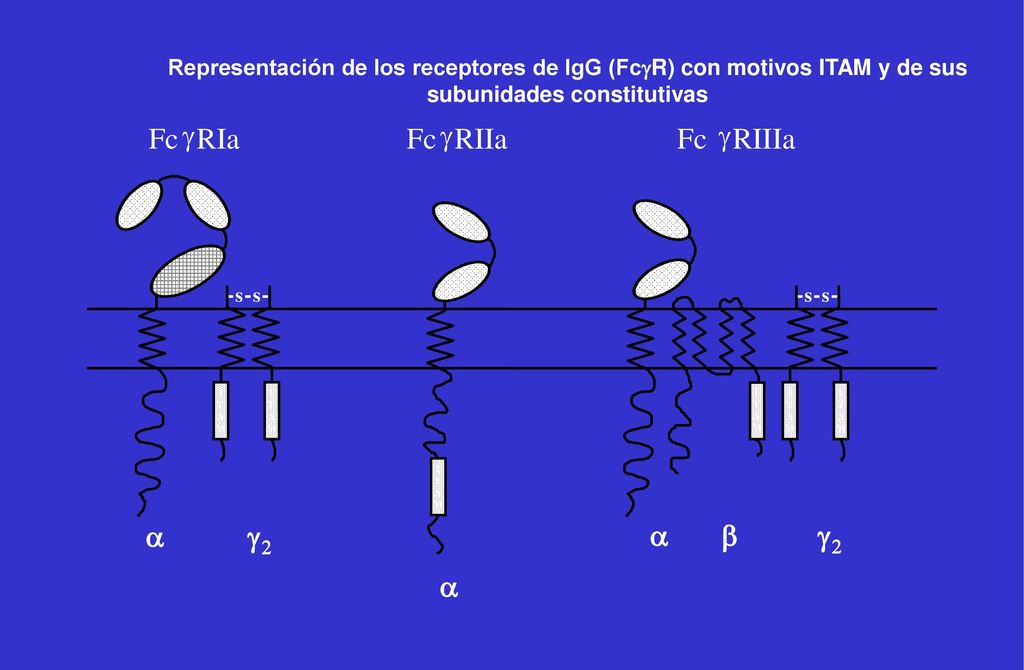 Fc g RIIIa RIa RIIa a g a b g a