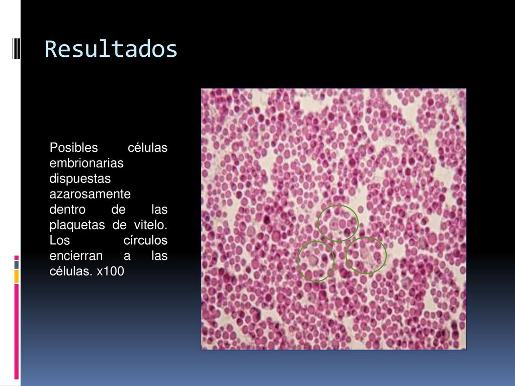 Resultados Posibles células embrionarias dispuestas azarosamente dentro de las plaquetas de vitelo.