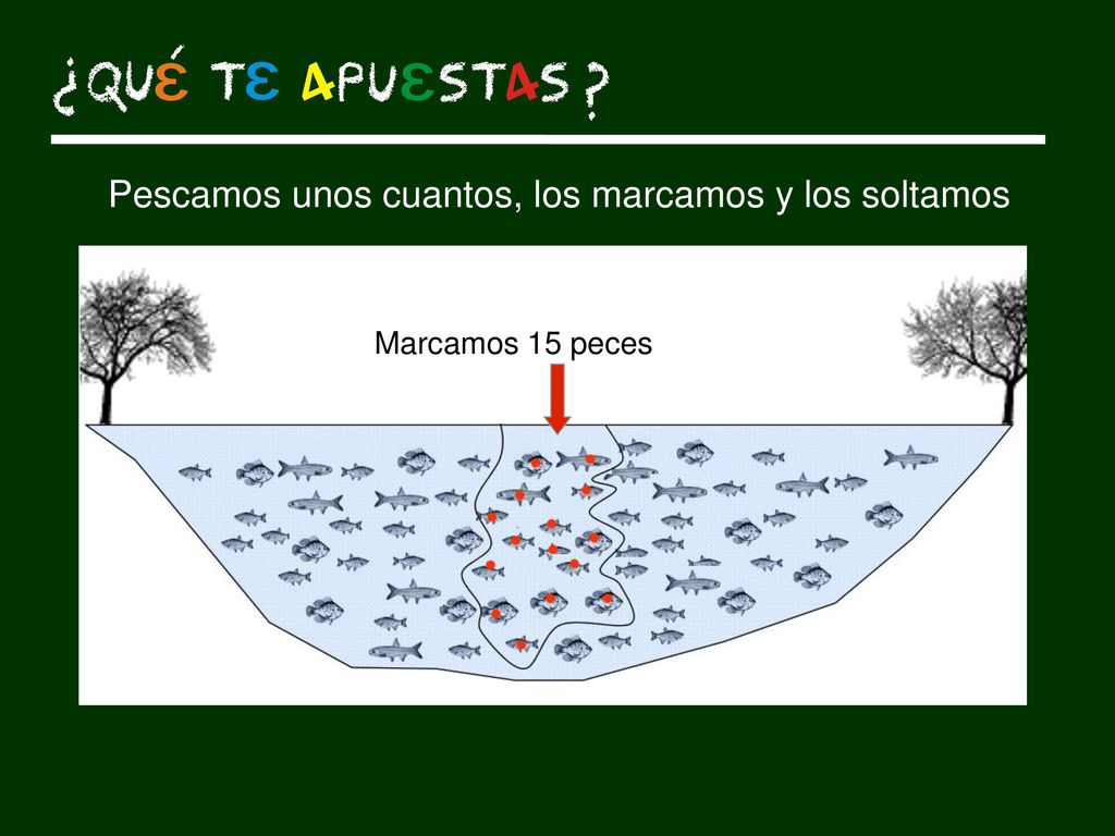 Pescamos unos cuantos, los marcamos y los soltamos