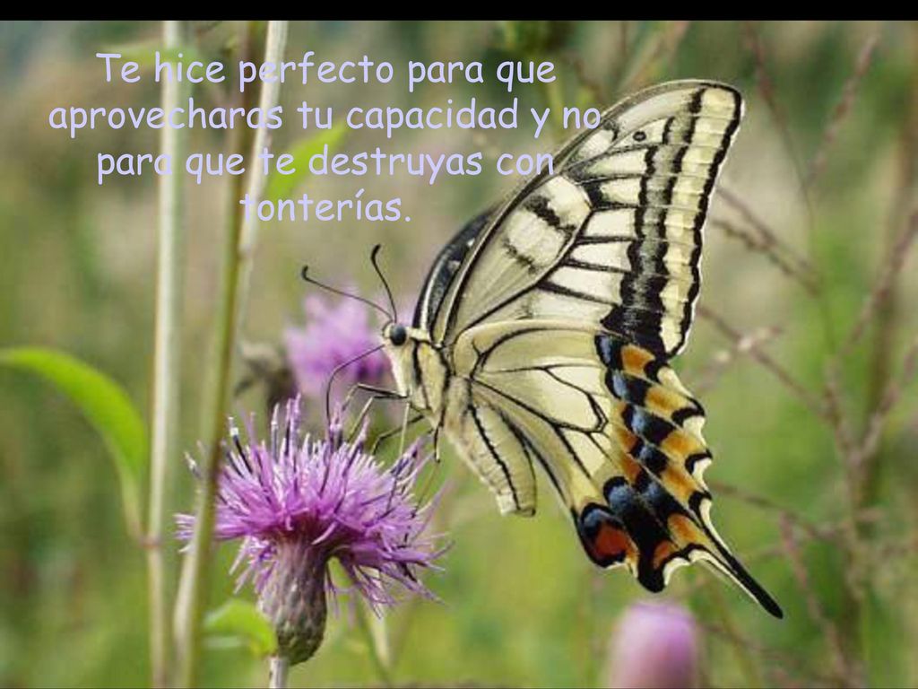 Te hice perfecto para que aprovecharas tu capacidad y no para que te destruyas con tonterías.