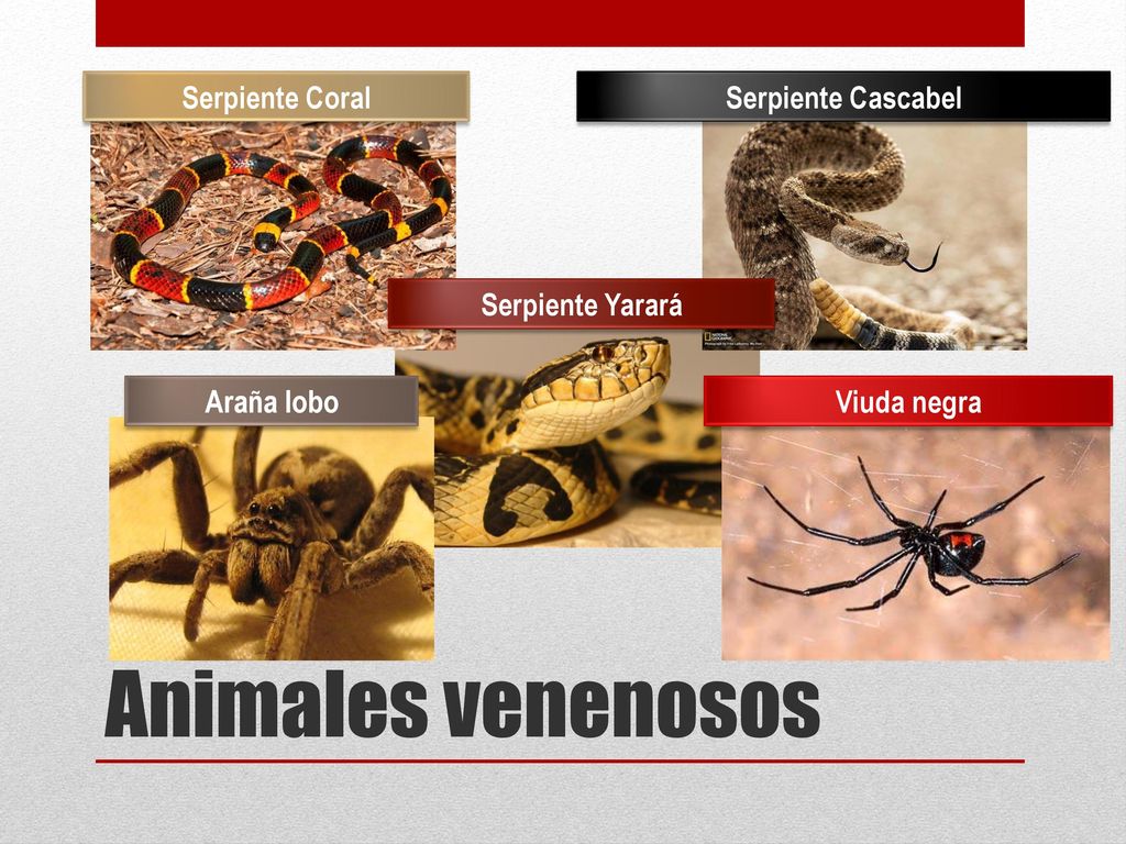 Animales venenosos Serpiente Coral Serpiente Cascabel Serpiente Yarará