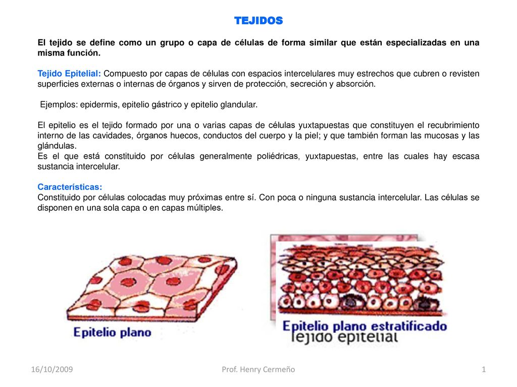 TEJIDOS El tejido se define como un grupo o capa de células de forma similar que están especializadas en una misma función.