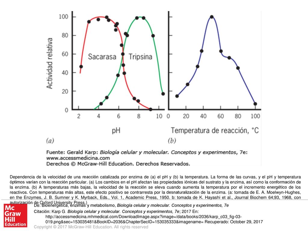 Dependencia de la velocidad de una reacción catalizada por enzima de (a) el pH y (b) la temperatura. La forma de las curvas, y el pH y temperatura óptimos varían con la reacción particular. (a) Los cambios en el pH afectan las propiedades iónicas del sustrato y la enzima, así como la conformación de la enzima. (b) A temperaturas más bajas, la velocidad de la reacción se eleva cuando aumenta la temperatura por el incremento energético de los reactivos. Con temperaturas más altas, este efecto positivo se contrarresta por la desnaturalización de la enzima. (a: tomada de E. A. Moelwyn-Hughes, en the Enzymes, J. B. Sumner y K. Myrback, Eds., Vol. 1, Academic Press, b: tomada de K. Hayashi et al., Journal Biochem 64;93, 1968, con autorización de Oxford University Press.)
