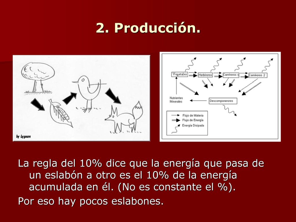 2. Producción. La regla del 10% dice que la energía que pasa de un eslabón a otro es el 10% de la energía acumulada en él. (No es constante el %).