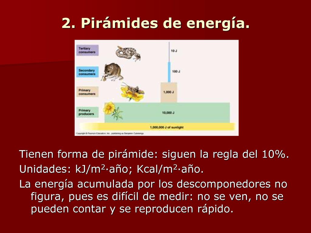 2. Pirámides de energía. Tienen forma de pirámide: siguen la regla del 10%. Unidades: kJ/m2·año; Kcal/m2·año.