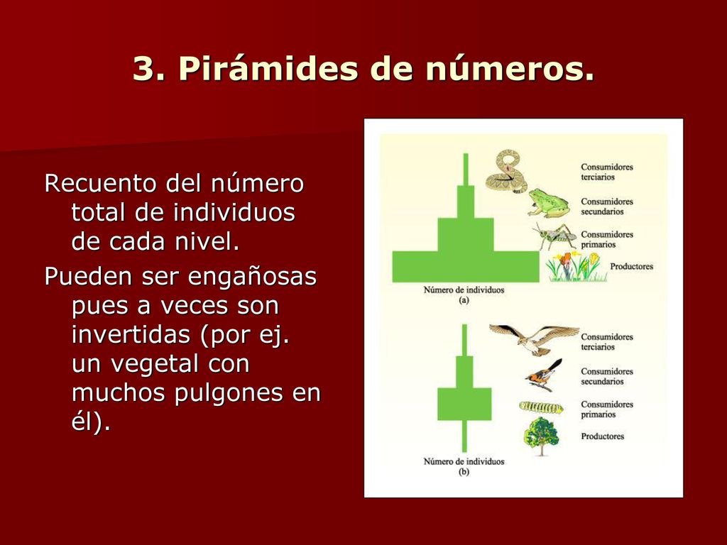 3. Pirámides de números. Recuento del número total de individuos de cada nivel.