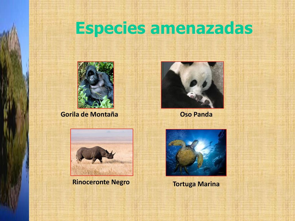 Especies amenazadas Gorila de Montaña Oso Panda Rinoceronte Negro