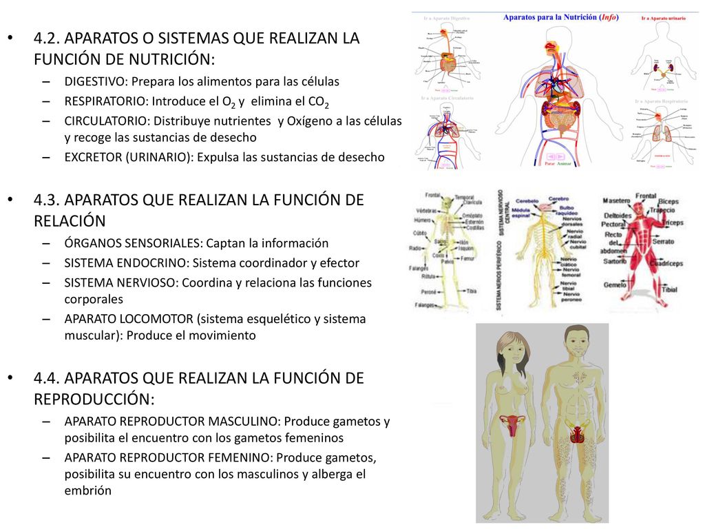 4.2. APARATOS O SISTEMAS QUE REALIZAN LA FUNCIÓN DE NUTRICIÓN: