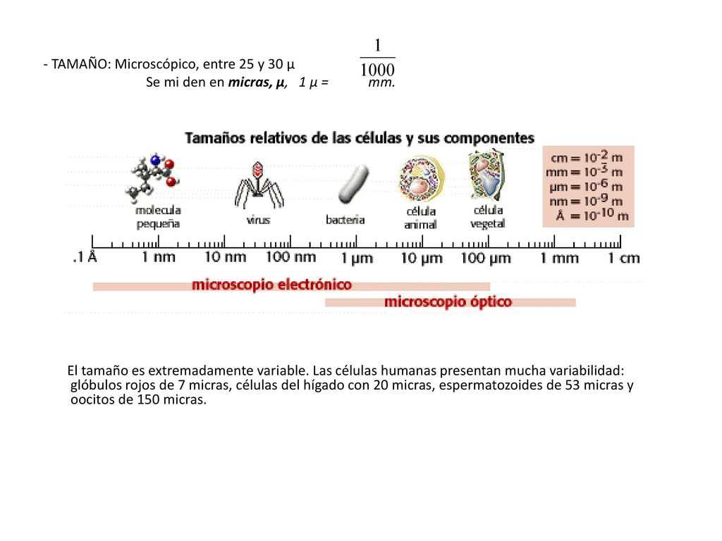 - TAMAÑO: Microscópico, entre 25 y 30 μ Se mi den en micras, μ, 1 μ = mm.