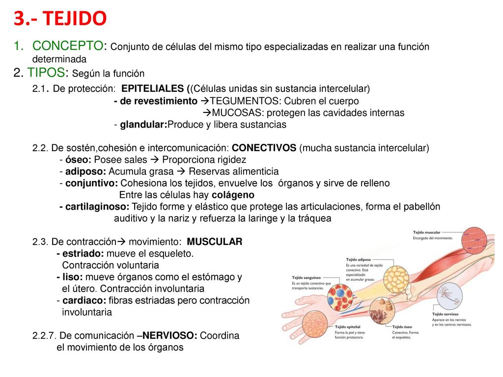 3.- TEJIDO CONCEPTO: Conjunto de células del mismo tipo especializadas en realizar una función determinada.